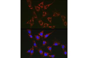 SLC25A6 antibody  (AA 1-298)