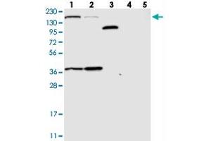 Image no. 1 for anti-Sterile alpha Motif Domain Containing 9 (SAMD9) antibody (ABIN5587428)