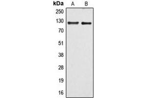 Image no. 1 for anti-rho Guanine Nucleotide Exchange Factor (GEF) 1 (ARHGEF1) (Center) antibody (ABIN2705508)