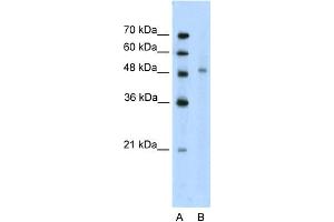Image no. 1 for anti-KIN, Antigenic Determinant of RecA Protein Homolog (KIN) (Middle Region) antibody (ABIN2779549)