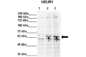 Image no. 1 for anti-Neuralized Homolog (Drosophila) (NEURL) (N-Term) antibody (ABIN2773816)