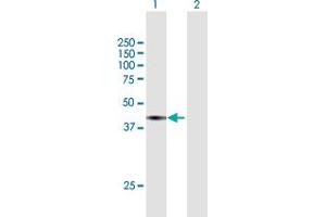 Image no. 2 for anti-SEC13 Homolog (SEC13) (AA 1-325) antibody (ABIN948453)