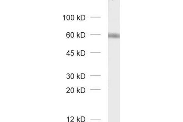 GABRA3 antibody  (AA 29-43)
