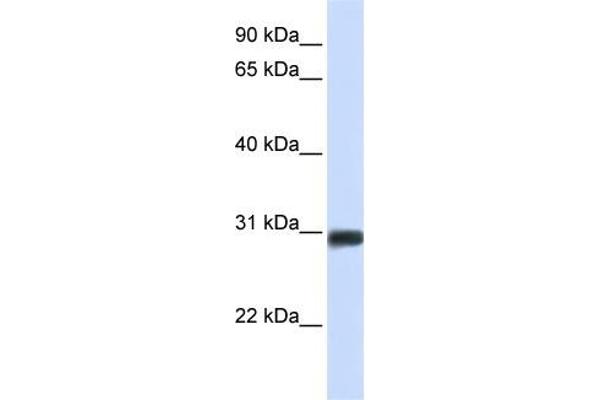 anti-BARX Homeobox 2 (BARX2) (N-Term) antibody