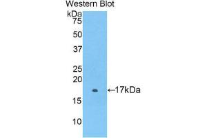 Image no. 1 for anti-Coagulation Factor II (thrombin) Receptor-Like 1 (F2RL1) (AA 212-347) antibody (ABIN1860131)
