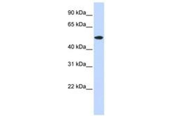RASGEF1A anticorps  (AA 72-121)