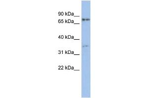 Image no. 1 for anti-Eomesodermin (EOMES) (Middle Region) antibody (ABIN2780686)