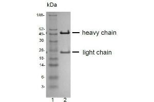 Image no. 4 for anti-CD81 (CD81) antibody (ABIN1720914)