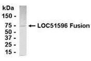 Image no. 1 for anti-Protein CutA (CUTA) (AA 1-156) antibody (ABIN2468066)