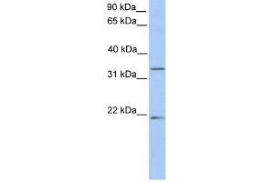 Image no. 1 for anti-Fucosyltransferase 6 (Alpha (1,3) Fucosyltransferase) (FUT6) (C-Term) antibody (ABIN2783381)
