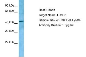 Image no. 1 for anti-Lysophosphatidic Acid Receptor 5 (LPAR5) (C-Term) antibody (ABIN2790089)