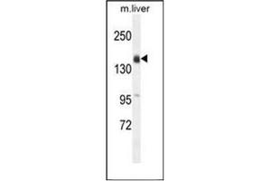 Image no. 2 for anti-Otoancorin (OTOA) (AA 99-127), (N-Term) antibody (ABIN953947)