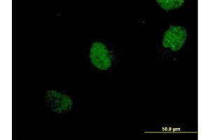 Image no. 2 for anti-Neurogenin 1 (NEUROG1) (AA 82-163) antibody (ABIN2752357)
