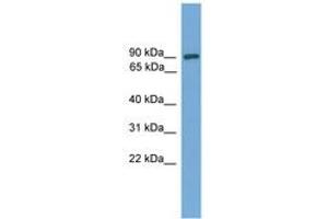 Image no. 1 for anti-DEP Domain Containing 1 (DEPDC1) (AA 287-336) antibody (ABIN6745617)