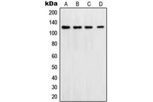 Image no. 1 for anti-Polymerase (DNA Directed), delta 1, Catalytic Subunit 125kDa (POLD1) (C-Term) antibody (ABIN2704724)