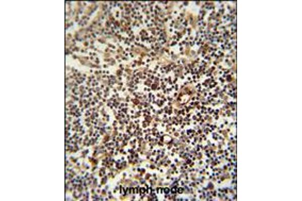 LAPTM5 antibody  (N-Term)
