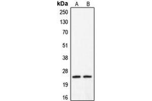 Image no. 1 for anti-Claudin 2 (CLDN2) (C-Term) antibody (ABIN2704653)