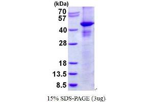 Image no. 1 for Ras Association (RalGDS/AF-6) Domain Family Member 1 (RASSF1) protein (His tag) (ABIN1098704)