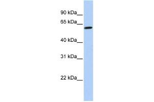 Image no. 1 for anti-Tektin 4 (TEKT4) (N-Term) antibody (ABIN2785073)