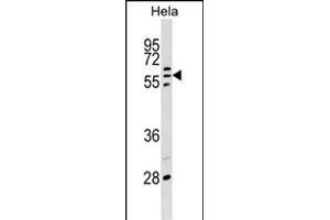 POLR3C Antibody (Center) (ABIN1538053 and ABIN2848864) western blot analysis in Hela cell line lysates (35 μg/lane).