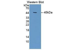 CKM anticorps  (AA 11-367)