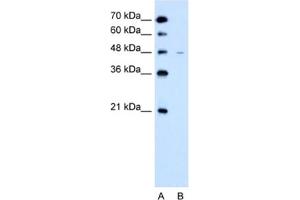 Image no. 1 for anti-Solute Carrier Family 43, Member 3 (SLC43A3) antibody (ABIN2462754)