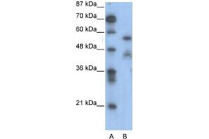 Image no. 3 for anti-Nuclear Factor I/A (NFIA) (Middle Region) antibody (ABIN2777542)