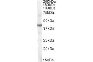 Image no. 1 for anti-Pituitary Homeobox 3 (PITX3) (Internal Region) antibody (ABIN334461)