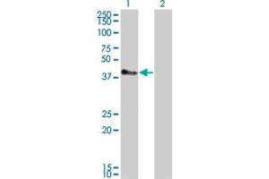 Western Blot analysis of TRIM52 expression in transfected 293T cell line by TRIM52 monoclonal antibody (M01), clone 6D5.