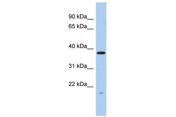 anti-RWD Domain Containing 2A (RWDD2A) (N-Term) antibody