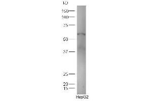 Image no. 1 for anti-Thromboxane A2 Receptor (TBXA2R) (AA 51-150) antibody (ABIN2690318)