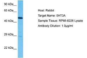 Image no. 3 for anti-Serotonin Receptor 3A (HTR3A) (N-Term) antibody (ABIN2792275)