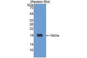 Image no. 1 for anti-Agouti Related Protein Homolog (Mouse) (AGRP) antibody (Biotin) (ABIN1174464)