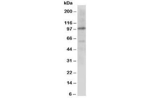 Image no. 1 for anti-Cullin 4B (CUL4B) (C-Term) antibody (ABIN3030579)