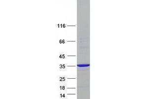 Image no. 1 for NECAP Endocytosis Associated 2 (NECAP2) (Transcript Variant 3) protein (Myc-DYKDDDDK Tag) (ABIN2727057)