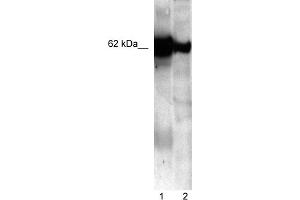 Image no. 1 for anti-Nucleobindin 1 (NUCB1) (C-Term) antibody (ABIN2792697)