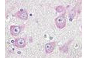 Image no. 2 for anti-G Protein-Coupled Receptor 19 (GPR19) (Cytoplasmic Domain) antibody (ABIN1048773)