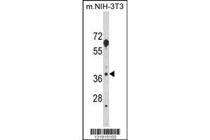 Image no. 2 for anti-Homer Homolog 3 (Drosophila) (HOMER3) antibody (ABIN2439695)