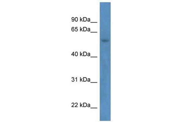 ZNF692 抗体  (N-Term)