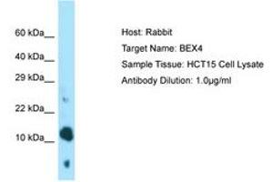 Image no. 1 for anti-Brain Expressed, X-Linked 4 (BEX4) (AA 28-77) antibody (ABIN6750042)