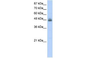 Image no. 2 for anti-RNA Binding Motif, Single Stranded Interacting Protein 1 (RBMS1) (C-Term) antibody (ABIN630197)
