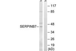 Image no. 1 for anti-serpin Peptidase Inhibitor, Clade B (Ovalbumin), Member 7 (SERPINB7) (AA 111-160) antibody (ABIN1535356)