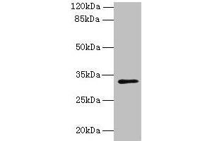 PPAP2C Antikörper  (AA 109-162)