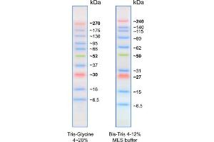 Image no. 1 for BLUltra Prestained Protein Ladder (ABIN2868518)