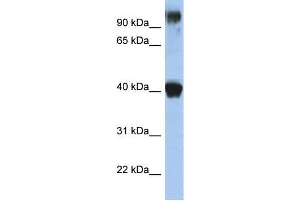 anti-Transcription Factor AP-2 epsilon (Activating Enhancer Binding Protein 2 Epsilon) (TFAP2E) (N-Term) antibody