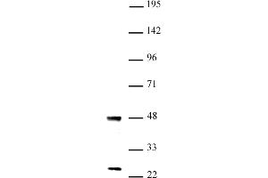 Image no. 1 for anti-Undifferentiated Embryonic Cell Transcription Factor 1 (UTF1) (N-Term) antibody (ABIN6972905)