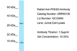 Image no. 1 for anti-phosphodiesterase 6G, CGMP-Specific, Rod, gamma (PDE6G) (N-Term) antibody (ABIN2790053)
