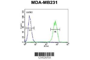 Image no. 3 for anti-Glycoprotein A33 (Transmembrane) (GPA33) (AA 264-293), (C-Term) antibody (ABIN652835)
