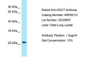 anti-gamma-Glutamylcyclotransferase (GGCT) (C-Term) antibody