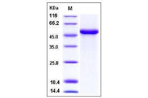 Image no. 1 for Interferon, beta 1, Fibroblast (IFNB1) (AA 1-187) (Active) protein (Fc Tag) (ABIN2003282)